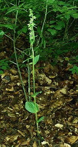 Epipactis leptochila subsp. leptochila (Orchidaceae)  - Épipactide à labelle étroit, Épipactis à labelle étroit Dinant [Belgique] 06/07/2002 - 290m