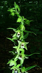 Epipactis leptochila subsp. leptochila (Orchidaceae)  - Épipactide à labelle étroit, Épipactis à labelle étroit Dinant [Belgique] 06/07/2002 - 290m