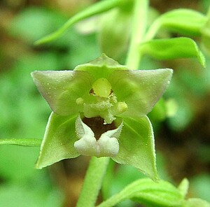 Epipactis leptochila subsp. leptochila (Orchidaceae)  - Épipactide à labelle étroit, Épipactis à labelle étroit Dinant [Belgique] 06/07/2002 - 290m