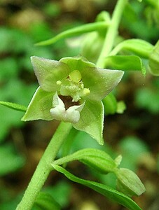 Epipactis leptochila subsp. leptochila (Orchidaceae)  - Épipactide à labelle étroit, Épipactis à labelle étroit Dinant [Belgique] 06/07/2002 - 290m