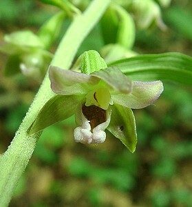 Epipactis leptochila subsp. leptochila (Orchidaceae)  - Épipactide à labelle étroit, Épipactis à labelle étroit Dinant [Belgique] 06/07/2002 - 270m