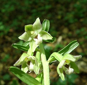 Epipactis leptochila subsp. leptochila (Orchidaceae)  - Épipactide à labelle étroit, Épipactis à labelle étroit Dinant [Belgique] 06/07/2002 - 270m