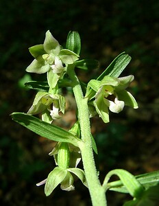 Epipactis leptochila subsp. leptochila (Orchidaceae)  - Épipactide à labelle étroit, Épipactis à labelle étroit Dinant [Belgique] 06/07/2002 - 270m