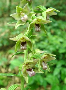 Epipactis leptochila subsp. leptochila (Orchidaceae)  - Épipactide à labelle étroit, Épipactis à labelle étroit Neufchateau [Belgique] 06/07/2002 - 270m