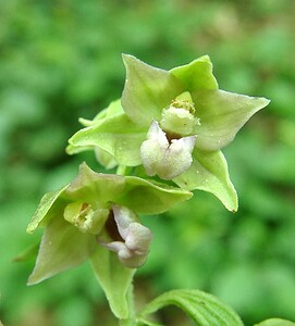 Epipactis leptochila subsp. leptochila (Orchidaceae)  - Épipactide à labelle étroit, Épipactis à labelle étroit Neufchateau [Belgique] 06/07/2002 - 270m