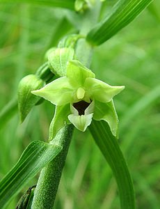 Epipactis muelleri (Orchidaceae)  - Épipactide de Müller, Épipactis de Müller Dinant [Belgique] 06/07/2002 - 230m