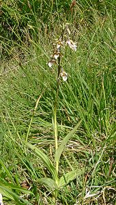 Epipactis palustris (Orchidaceae)  - Épipactis des marais - Marsh Helleborine Savoie [France] 30/07/2002 - 2390m