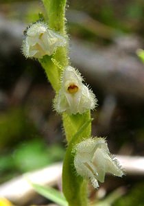 Goodyera repens (Orchidaceae)  - Goodyère rampante - Creeping Lady's-tresses [Goodyera repens] Savoie [France] 30/07/2002 - 2390m