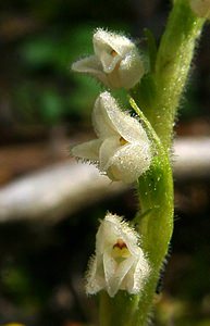 Goodyera repens (Orchidaceae)  - Goodyère rampante - Creeping Lady's-tresses [Goodyera repens] Savoie [France] 30/07/2002 - 2390m