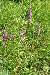 Gymnadenia conopsea (Orchidaceae)  - Gymnadénie moucheron, Orchis moucheron, Orchis moustique - Fragrant Orchid Jura [France] 23/07/2002 - 770m