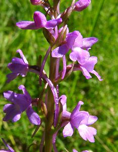 Gymnadenia conopsea (Orchidaceae)  - Gymnadénie moucheron, Orchis moucheron, Orchis moustique - Fragrant Orchid Jura [France] 23/07/2002 - 770m