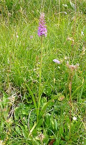 Gymnadenia conopsea (Orchidaceae)  - Gymnadénie moucheron, Orchis moucheron, Orchis moustique - Fragrant Orchid Savoie [France] 28/07/2002 - 2020m