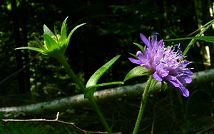 Knautia dipsacifolia (Caprifoliaceae)  - Knautie à feuilles de cardère, Grande knautie, Knautie élevée Jura [France] 23/07/2002 - 770m