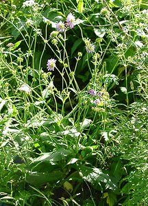 Knautia dipsacifolia (Caprifoliaceae)  - Knautie à feuilles de cardère, Grande knautie, Knautie élevée Ain [France] 24/07/2002 - 890m