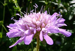 Knautia dipsacifolia (Caprifoliaceae)  - Knautie à feuilles de cardère, Grande knautie, Knautie élevée Ain [France] 24/07/2002 - 890m