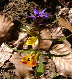 Melampyrum catalaunicum (Orobanchaceae)  - Mélampyre de Catalogne, Mélampyre du Pays de Vaud Savoie [France] 27/07/2002 - 1000m