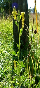 Melilotus altissimus (Fabaceae)  - Mélilot élevé - Tall Melilot Jura [France] 23/07/2002 - 770m