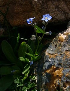 Myosotis alpestris (Boraginaceae)  - Myosotis alpestre, Myosotis des Alpes - Alpine Forget-me-not Haute-Savoie [France] 28/07/2002 - 2660m