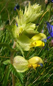 Rhinanthus alectorolophus (Orobanchaceae)  - Rhinanthe crête-de-coq, Rhinanthe velu, Grand rhinanthe, Rhinanthe hérissé Savoie [France] 27/07/2002 - 1940m