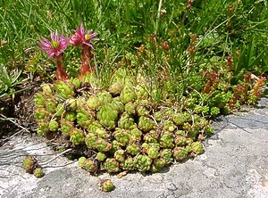 Sempervivum montanum (Crassulaceae)  - Joubarbe des montagnes - Mountain House-leek Savoie [France] 28/07/2002 - 2020m