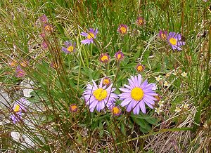 Aster alpinus (Asteraceae)  - Aster des Alpes Savoie [France] 06/08/2002 - 2750m