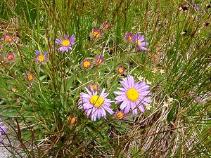 Aster alpinus (Asteraceae)  - Aster des Alpes Savoie [France] 06/08/2002 - 2750m