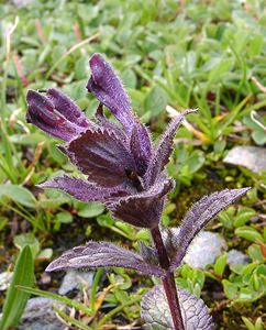 Bartsia alpina (Orobanchaceae)  - Bartsie des Alpes - Alpine Bartsia Savoie [France] 06/08/2002 - 2750m