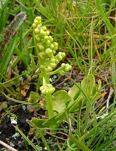 Botrychium lunaria (Ophioglossaceae)  - Botryche lunaire, Botrychium lunaire - Moonwort Savoie [France] 06/08/2002 - 2750m