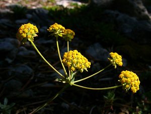 Bupleurum ranunculoides (Apiaceae)  - Buplèvre fausse renoncule Hautes-Alpes [France] 05/08/2002 - 1830m