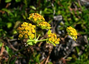 Bupleurum ranunculoides (Apiaceae)  - Buplèvre fausse renoncule Hautes-Alpes [France] 05/08/2002 - 1830m