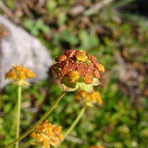 Bupleurum ranunculoides (Apiaceae)  - Buplèvre fausse renoncule Hautes-Alpes [France] 05/08/2002 - 1830m