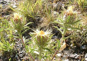 Carlina vulgaris (Asteraceae)  - Carline commune, Chardon doré - Carline Thistle Isere [France] 01/08/2002 - 1070m