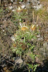 Carlina vulgaris (Asteraceae)  - Carline commune, Chardon doré - Carline Thistle Isere [France] 01/08/2002 - 1070m