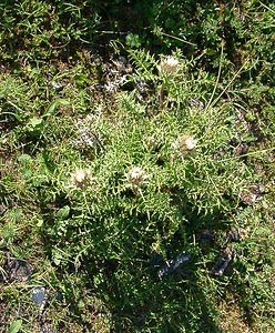 Carlina vulgaris (Asteraceae)  - Carline commune, Chardon doré - Carline Thistle Alpes-de-Haute-Provence [France] 04/08/2002 - 1470m