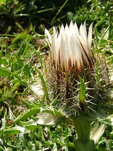 Carlina vulgaris (Asteraceae)  - Carline commune, Chardon doré - Carline Thistle Alpes-de-Haute-Provence [France] 04/08/2002 - 1470m