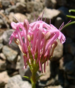 Centranthus angustifolius (Caprifoliaceae)  - Centranthe à feuilles étroites Isere [France] 01/08/2002 - 1070m