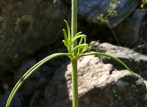 Centranthus angustifolius (Caprifoliaceae)  - Centranthe à feuilles étroites Isere [France] 01/08/2002 - 1070m