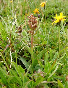 Coeloglossum viride (Orchidaceae)  - Coeloglosse vert, Orchis grenouille, Dactylorhize vert, Orchis vert - Frog Orchid Savoie [France] 06/08/2002 - 2750m