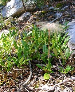 Dryas octopetala (Rosaceae)  - Dryade à huit pétales, Thé des alpes - Mountain Avens Hautes-Alpes [France] 05/08/2002 - 1830m