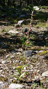 Epipactis atrorubens (Orchidaceae)  - Épipactide rouge sombre, Épipactis rouge sombre, Épipactis brun rouge, Épipactis pourpre noirâtre, Helléborine rouge - Dark-red Helleborine Hautes-Alpes [France] 05/08/2002 - 1830m