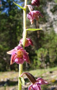 Epipactis atrorubens (Orchidaceae)  - Épipactide rouge sombre, Épipactis rouge sombre, Épipactis brun rouge, Épipactis pourpre noirâtre, Helléborine rouge - Dark-red Helleborine Hautes-Alpes [France] 05/08/2002 - 1830m