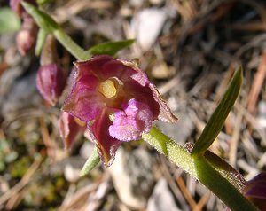 Epipactis atrorubens (Orchidaceae)  - Épipactide rouge sombre, Épipactis rouge sombre, Épipactis brun rouge, Épipactis pourpre noirâtre, Helléborine rouge - Dark-red Helleborine Hautes-Alpes [France] 05/08/2002 - 1830m