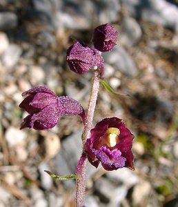 Epipactis atrorubens (Orchidaceae)  - Épipactide rouge sombre, Épipactis rouge sombre, Épipactis brun rouge, Épipactis pourpre noirâtre, Helléborine rouge - Dark-red Helleborine Hautes-Alpes [France] 05/08/2002 - 1830m