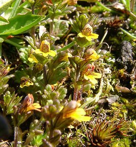 Euphrasia minima (Orobanchaceae)  - Euphraise minime, Petite euphraise Savoie [France] 05/08/2002 - 2370m