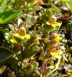 Euphrasia minima (Orobanchaceae)  - Euphraise minime, Petite euphraise Savoie [France] 05/08/2002 - 2370m