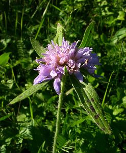 Knautia dipsacifolia (Caprifoliaceae)  - Knautie à feuilles de cardère, Grande knautie, Knautie élevée Isere [France] 01/08/2002 - 1070m