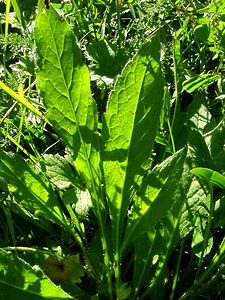 Knautia dipsacifolia (Caprifoliaceae)  - Knautie à feuilles de cardère, Grande knautie, Knautie élevée Isere [France] 01/08/2002 - 1070m