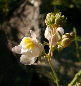 Linaria repens (Plantaginaceae)  - Linaire rampante - Pale Toadflax Isere [France] 01/08/2002 - 1070m