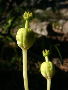 Moneses uniflora (Ericaceae)  - Monésès à une fleur, Pyrole uniflore, Pyrole à une fleur - One-flowered Wintergreen Hautes-Alpes [France] 04/08/2002 - 1830m
