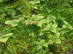 Paris quadrifolia (Melanthiaceae)  - Parisette à quatre feuilles, Étrangle-loup - Herb-Paris Haute-Savoie [France] 07/08/2002 - 740m